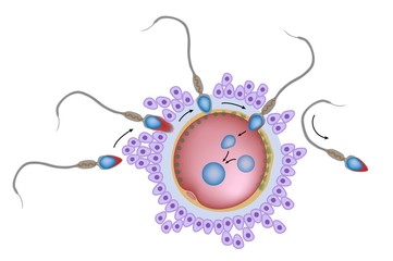 Fertilisation and polyspermy block, unlabeled. 