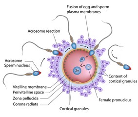 Fertilisation and polyspermy block, labeled. 