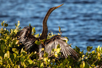 Anhinga