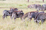 Fototapeta Sawanna - Zebra species of African equids (horse family) united by their distinctive black and white striped coats in different patterns, unique to each individual in Serengeti, Tanzania