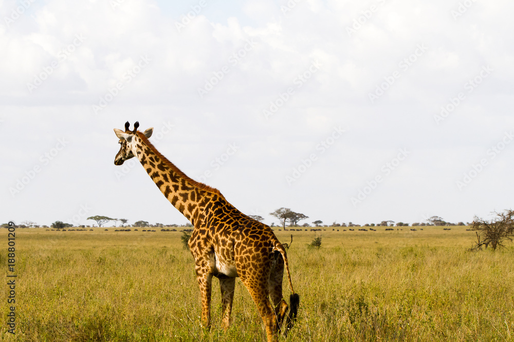 The giraffe (Giraffa), genus of African even-toed ungulate mammals, the ...