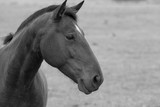 Fototapeta  - Horse black and white