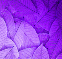 Purple Leaves Background