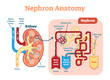 Kidney Nephron anatomy, vector illustration diagram scheme.