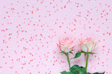 Two pink blooming rose flower on pink background colorful hearts