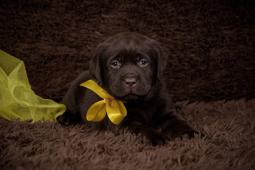 A brown puppy with a yellow ribbon around his neck.