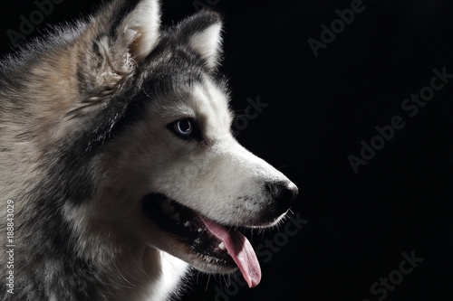 Chien De Race Husky Sibérien Gris Adulte En Studio Sur Fond