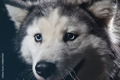 Chien De Race Husky Sibérien Gris Adulte En Studio Sur Fond