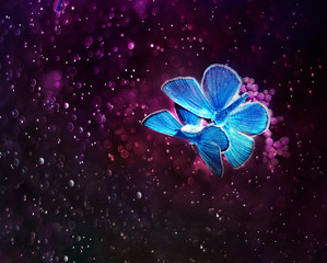 Wall Mural - pair of beautiful little blue butterfly fairy sitting on purple space background