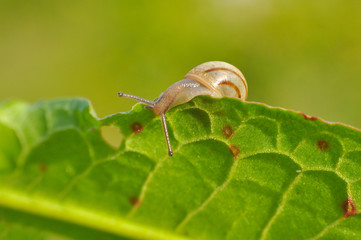 Wall Mural - Little snail crawling on green leaf in garden in morning. Snail in the natural wetland habitats