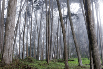 Wall Mural - Monterey Cypress Forest In The Fog. The Presidio San Francisco, California, USA.