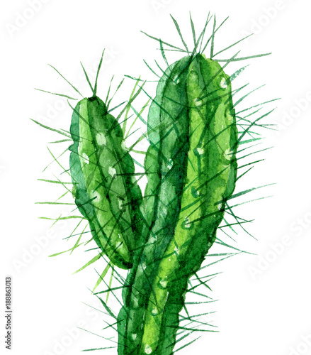 Naklejka nad blat kuchenny Ilustracyjny kaktus na białym tle