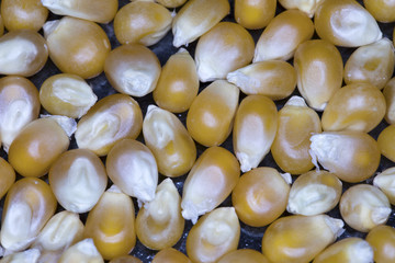 Popcorn kernel close up