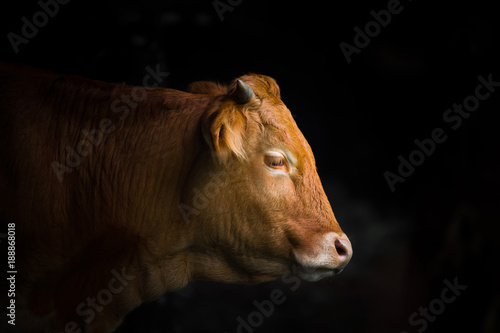 Plakaty krowa  krowa