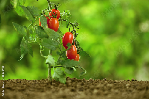Fotografía cherry tomatoes on the plant, close-up