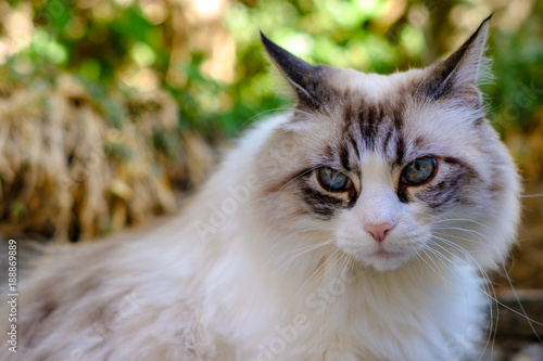Jolie Chat Blanc Gris Avec Les Yeux Bleus Gros Plan Buy
