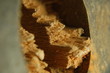 © Marcus - macro, makro, fokus, zoom,