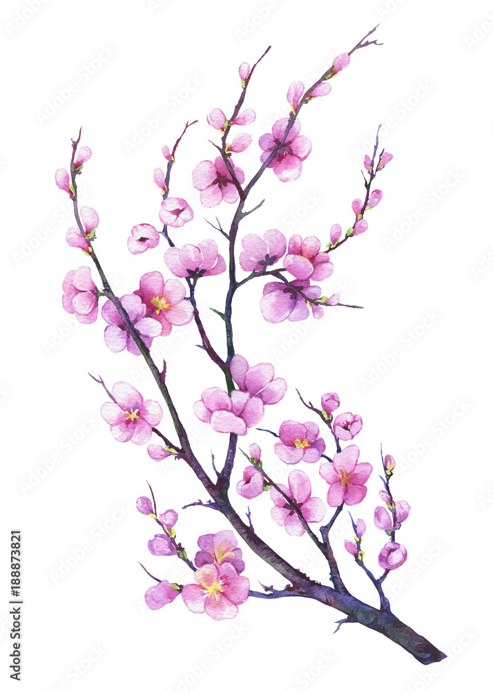 ภาพประกอบ Stock Oriental cherry branch with pink flowers. Japan sakura ...