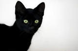 Fototapeta Pokój dzieciecy - Pure black cat with deep green eyes on a white background