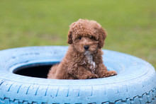 A Puppy And A Blue Tire