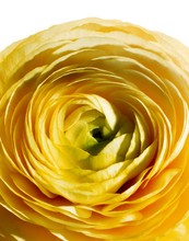 Close Up Of Yellow Rose Flower
