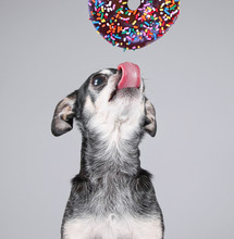 Cute Photo Of A Funny Chihuahua Isolated On A Gray Background Eating A Giant Chocolate Doughnut With Colorful Sprinkles