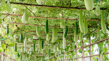 Winter Melon And Squash Hanging On Structure