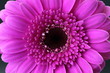 canvas print picture - Pinke Gerbera Blume makro