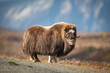 Musk ox at Dovre mountain in Norway