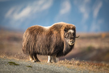 Musk Ox At Dovre Mountain In Norway