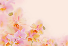Orchids On Yellow Background