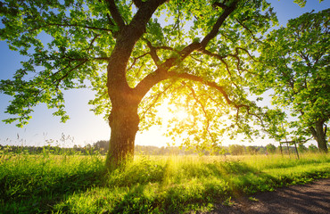 Wall Mural - birch tree foliage in morning light with sunlight. Sunrise on the field