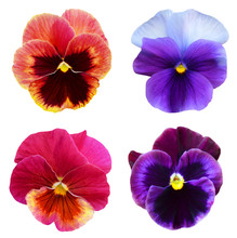 Set Of Colorful Pansy On White Background