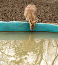 Reflection In Water Of A Deer Drinking Water