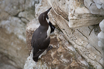 Aufkleber - A bridled guillemot perched on the face of a cliff looking upwards