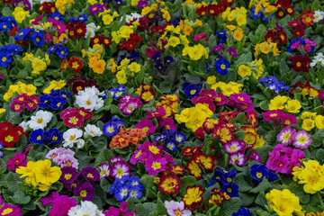  garden centre farm shop warwickshire england uk gardening flowers plants food horticulture pastime hobby shopping retail