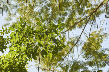 Foliage in a city park, Chiang Mai, Thailand