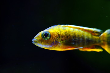 Malawi cichlid colorful fish