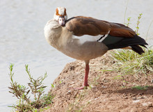 Egyptian Goose Standing On River Bank