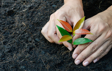 Man hand is planting the plant to the soil