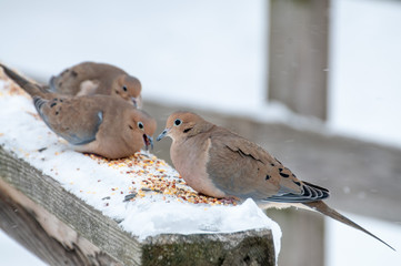 Wall Mural - Mouning Dove Perched