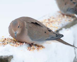 Wall Mural - Mouning Dove Perched