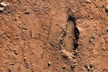 Canvas Print - human footprint in brown mud soil for background