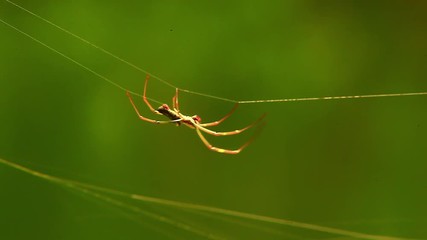 A nephila spider weaves a spider in a close up shot