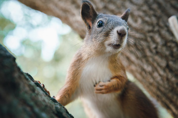 ore squirrel sits on the trunk of the tree