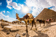 Tethered camel in front of the pyramid of Cheops in Egypt, horses and carriages in the background