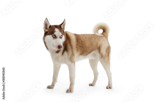 Chien Race Husky Mâle Yeux Bleus Pelage Brun Marron Sur Fond