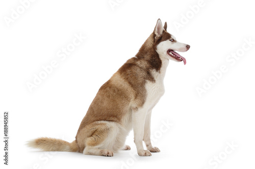 Chien Race Husky Mâle Yeux Bleus Pelage Brun Marron Sur Fond