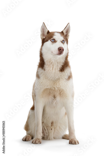 Chien Race Husky Mâle Yeux Bleus Pelage Brun Marron Sur Fond