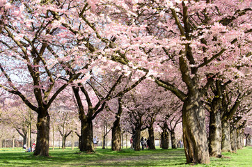 Fotomurales - Japanische Kirschblüten, Glückwunsch, Lebensfreude, Glück, Auszeit, Frühlingserwachen, alles Liebe: Verträumte zarte Kirschblüten vor blauem Frühlingshimmel :)